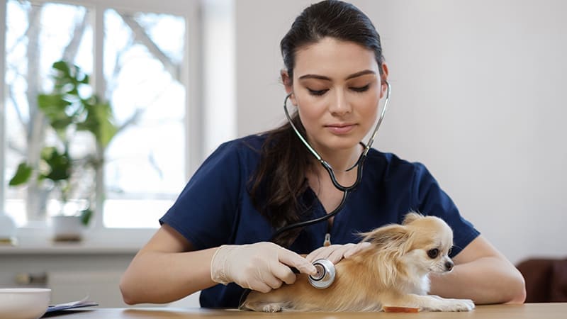 vétérinaire qui ausculte un animal