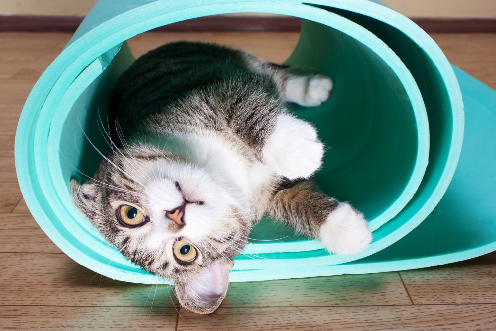 chat allongé sur le coté dans un tapis de sport bleu ciel et qui veut maigrir