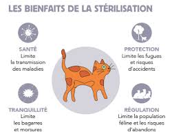 Image qui décrit les bienfaits de la stérilisation chez l'animal